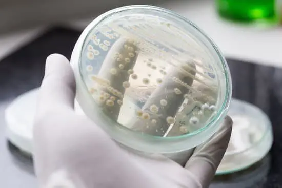 Levadura de cerveza Saccharomyces cerevisiae