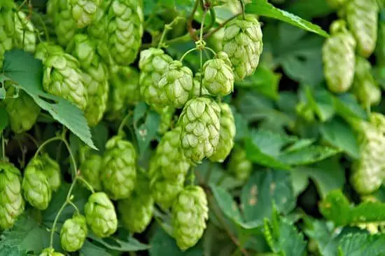 Cogollos de lúpulo, humulus lupulus