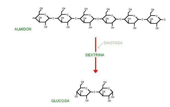 Actividad-diastática